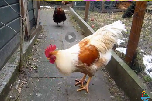 Kommunikation: Hahn ruft Henne, Tierpark-Reinach_Video1